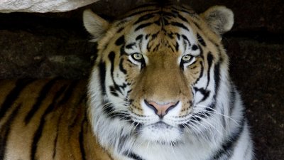 IMG_2604a.jpg