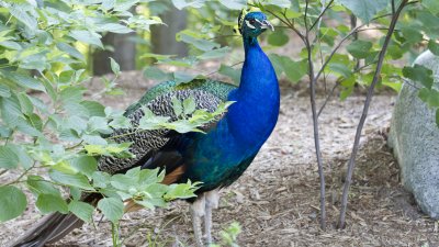 IMG_2694.jpg