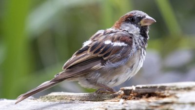 IMG_3596.jpg