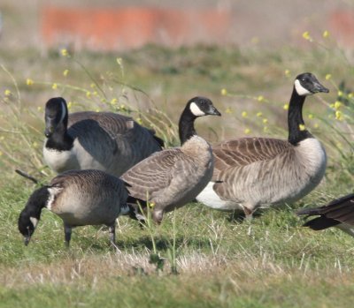 White-cheeked Geese 2011
