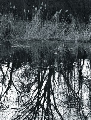 Black and White Reflections
