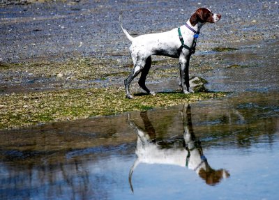 A Dog Reflection