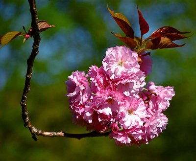 Cherry Blossom