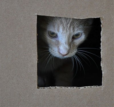 Cat In A Box   #1