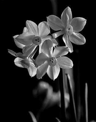 Paper Daffodils 