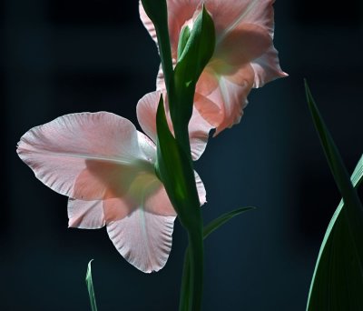 Gladiolus