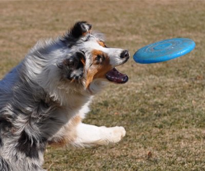 Nice Catch Ryder