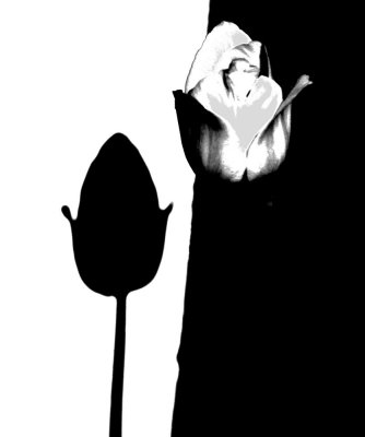 Tulip and Shadow
