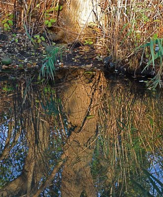 Tree Reflection