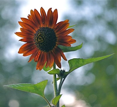 A Happy Flower