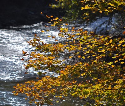 Leaves By A River