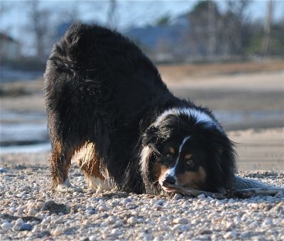 Some Advice From Fenway Regarding Squirrel Hunting