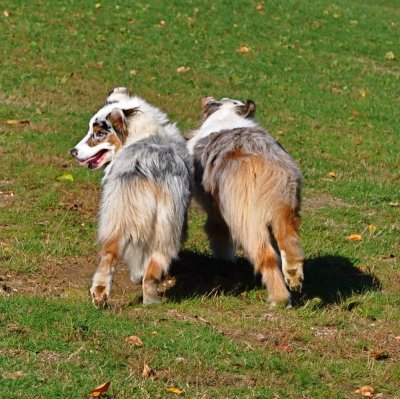 Best Buddies Bumping Butts