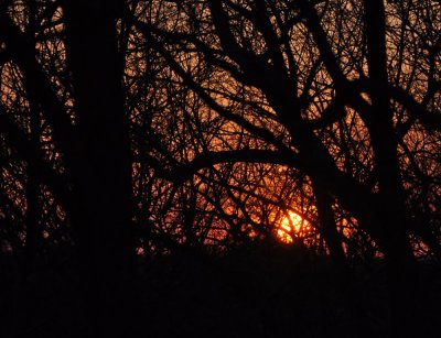 Sunset In The Woods