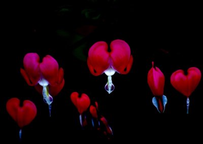 Floating Hearts For Valentine's Day