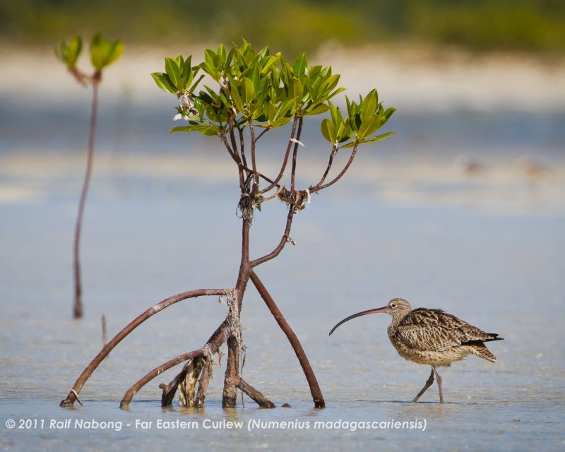 Far Eastern Curlew