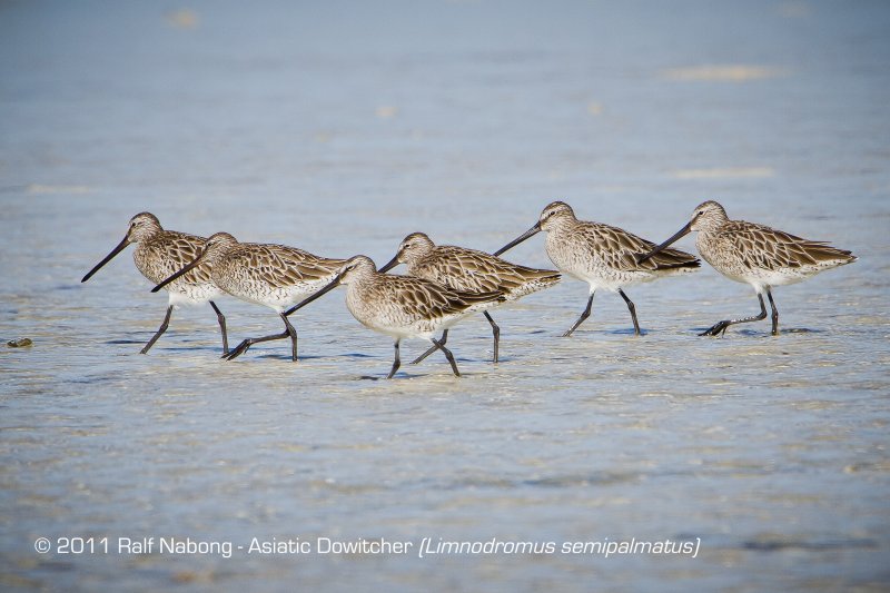 Asiatic Dowitcher