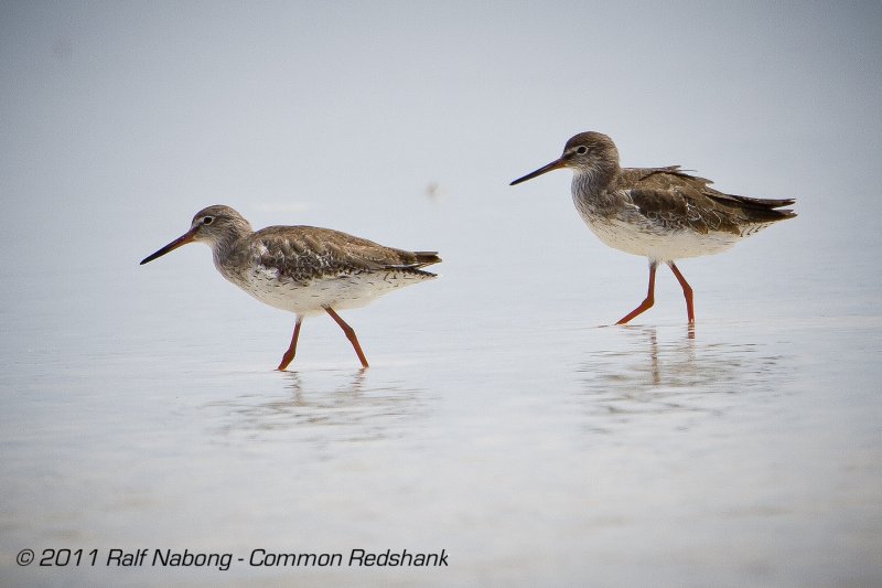 Common Redshank