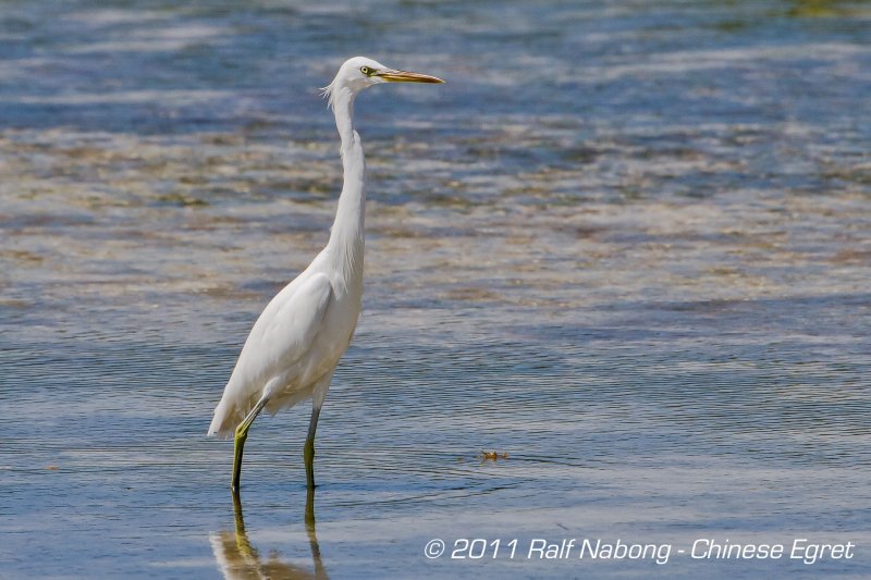 Chinese Egret