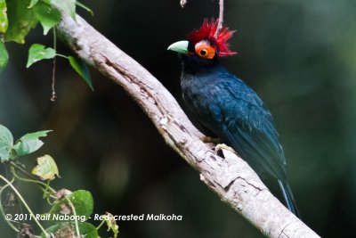 Red-crested Malkoha
