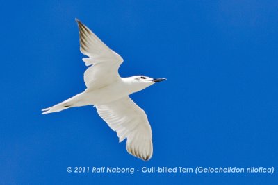 Gull-billed Tern