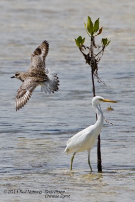 Grey Plover & Chinese Egret
