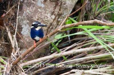 Silvery Kingfisher