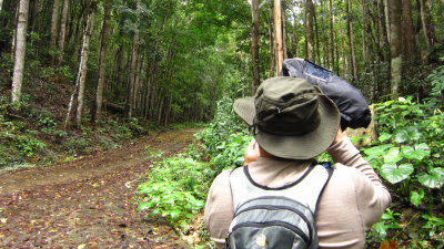 Trying to locate where the bird call is coming from.Taken inside the Rajah Sikatuna National Park.