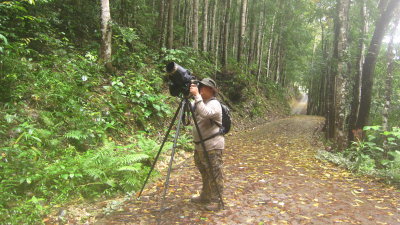 This photographer aiming for a good shot of the Trogon. Location - Rajah Sikatuna National Park
