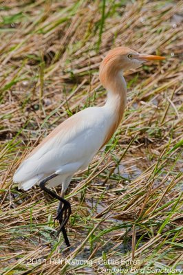 Cattle Egret (in breeding plumage)