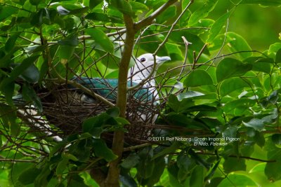 Green Imperial Pigeon (Ducula aenea aenea)