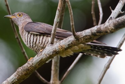 Oriental Cuckoo