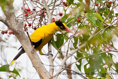 Black-nape Oriole