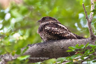Philippine Nightjar