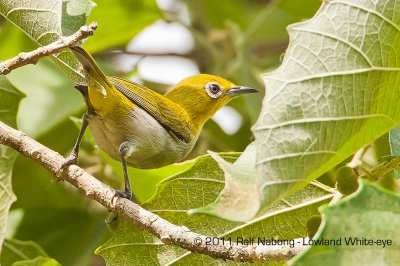 Lowland White-eye