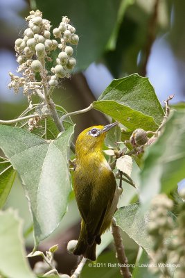 Lowland White-eye