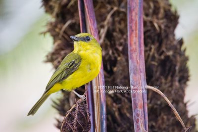 Bornean Whistler