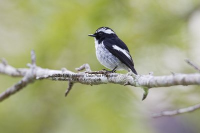 Little Pied Flycatcher (Male)