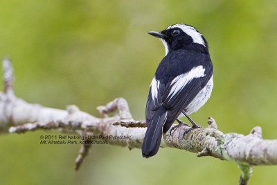 Little Pied Flycatcher (Male)