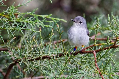 Little Pied Flycatcher (Female)