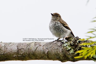 Snowy-browed Flycatcher (Female)