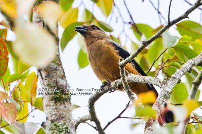 Bornean Treepie