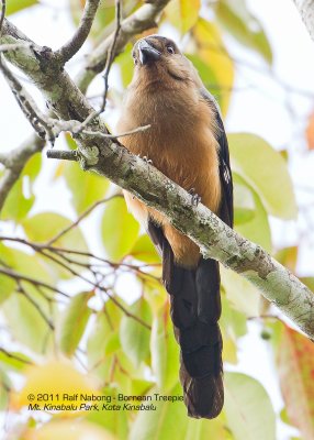 Bornean Treepie