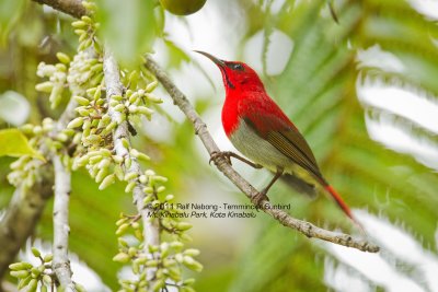 Temminck's Sunbird (Male)