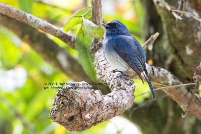 Indigo Flycatcher