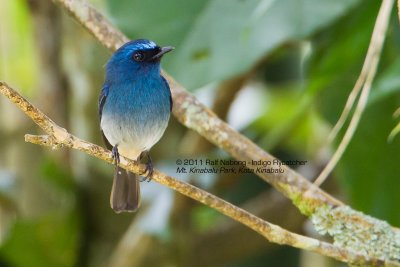Indigo Flycatcher