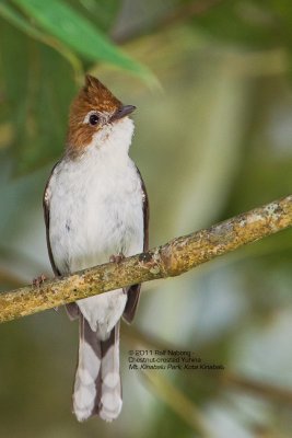 Chestnut-capped Yuhina