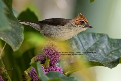 Chestnut-capped Yuhina