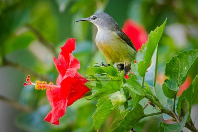 Copper-throated Sunbird (female)