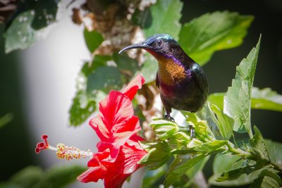Copper-throated Sunbird